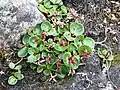 Salix polaris près d'Adventdalen (milieu de l'île de Spitzberg)