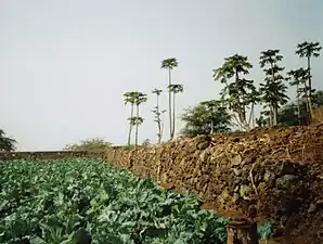 Champ micro-irrigé à Salto.