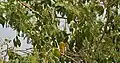 Salvadora persica