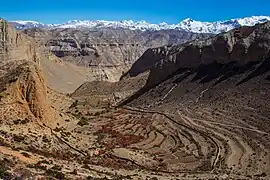 Les vergers de Samar.