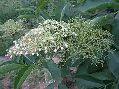 Sureau noir (Sambucus nigra)
