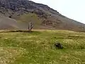 L'arbre de Sandfell