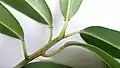 Rameau de Sapium glandulosum.