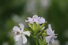 Saponaria officinalis L.