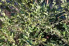 Vue générale en floraison