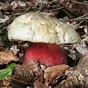 Rubroboletus satanas, le Bolet Satan, toxique.