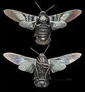 Sataspes tagalica