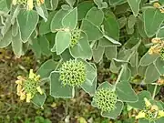 Feuilles et fruits.
