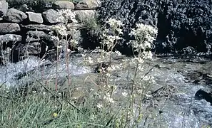 Saxifrage aquatique