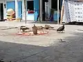 Vautours au travail au marché d'Oussouye.