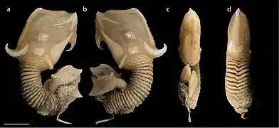 Scalpellum stearnsi