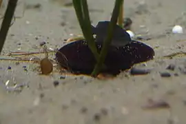 Scaphechinus mirabilis (Scutellidae)