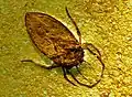 Mesobelostomum deperditum (syn. Scarabeides deperditus), Belostomatidae, Tithonien (Jurassique supérieur, −150 à −145&nbsp;millions d'années), Musée d'Arsago Seprio (Varèse, Italie).