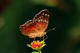 Revers de l'imago.