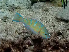 Scarus ghobban femelle