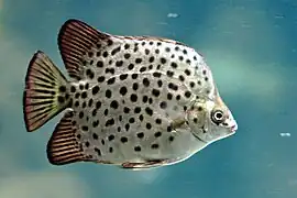 Scatophagus argus (Scatophagidae)