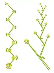 Cyme hélicoïde : inflorescence de type monochasium.