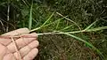rameau de Scleria secans