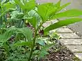 Jeune plante.