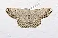 Scopula (Ustocidalia) marginepunctata  (Goeze, 1781)
