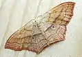 Scopula (Ustocidalia) imitaria  (Hübner, 1799)