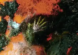 Scutellastra exusta.