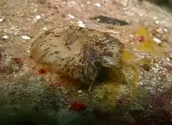 Scutus sinensis