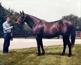 Image illustrative de l’article Seattle Slew