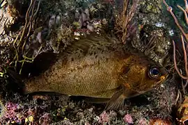 Sebastes ventricosus