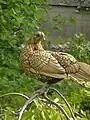 Poule citronné liseré noir