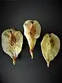 Fruit.