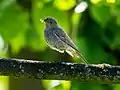Petit oiseau posé sur une branche d'arbre, fond vert. Plumage gris clair. Elle tient quelque chose dans son bec.