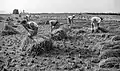 Moisson du riz, Pays valencien, 1953
