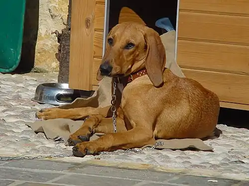 Chien courant italien à poil ras