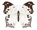 Protogoniomorpha anacardii anacardii