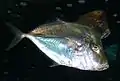 Selene vomer (Carangidae)