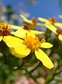 Fleurons de disque