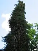 Sequoia sempervirens