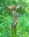 Song of the Small Tongue Orchid (no&nbsp;34, 2016)