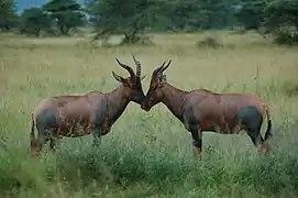 Parc national du Serengeti, Tanzanie (D.&nbsp;jimela ?)