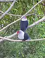 Alectroenas pulcherrima, pigeon hollandais, pizon olande sesel, endémique assez commune.