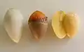 Une germination disséquée.