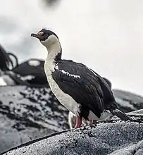 Cormoran impérial (Leucocarbo atriceps)