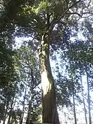 habitus