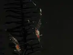 Manipontonia psamathe