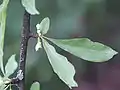 Fleurs