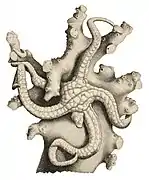 Sigsbeia lineata.