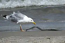 Goéland argenté