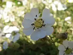 Silene uniflora