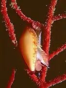 Simnia spelta